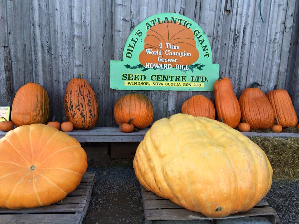 Pumpkins that weigh over 1,000 pounds are on display at the Dill Farm.